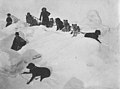 Men, women and child posed with dog sled team in snow, Alaska, circa 1915 (AL+CA 4821).jpg