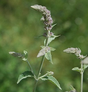 <i>Mentha longifolia <span style="font-style:normal;">var.</span> asiatica</i>