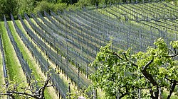 Meride-Vineyards1.jpg 