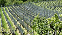 Vineyards in Meride Meride-Vineyards1.jpg