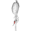 Metacarpal bones 03 radial view.png