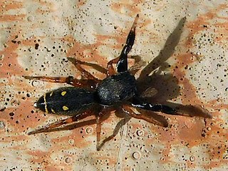 <i>Metacyrba punctata</i> species of arachnid