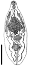 Trematode Metorchis conjunctus