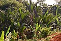Sago palm garden, at a small stream valley. Bogor, West Java, Indonesia