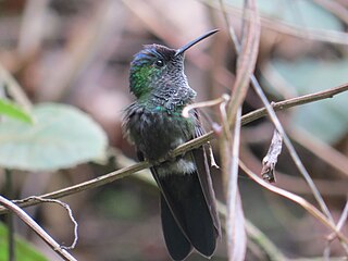 <span class="mw-page-title-main">Mexican woodnymph</span> Species of hummingbird