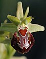 Ophrys provincialis France - Provence