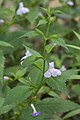 Mimulus alatus, or sharpwing monkeyflower