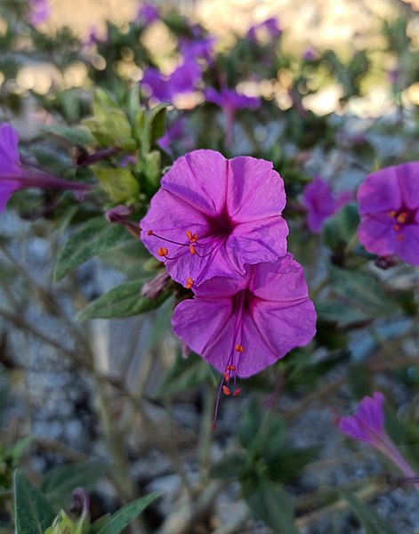 File:Mirabilis jalapa (Family Nyctaginaceae).jpg