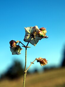 Mirabilis linearis NPS-1.jpg