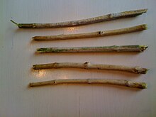 Traditional miswak sticks. Softened bristles on either end can be used to clean the teeth. Miswak003.jpg