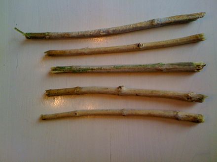Traditional miswak sticks. Softened bristles on either end can be used to clean the teeth.