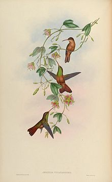Illustration from John Gould's 1861 monograph: A monograph of the Trochilidae, or family of humming-birds, Volume 5. MonographTrochi5Goul 0108.jpg