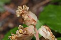 Monotropa hypopithys