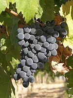 Montepulciano grapes. Montepulciano d Abruzzo 03 (RaBoe).jpg