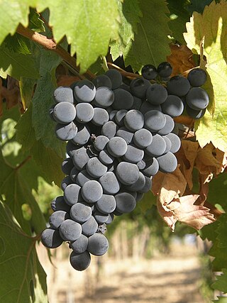 <span class="mw-page-title-main">Montepulciano (grape)</span> Variety of grape