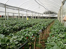 Strawberry in Estiva, Minas Gerais Morango sul de Minas Gerais 04.jpg