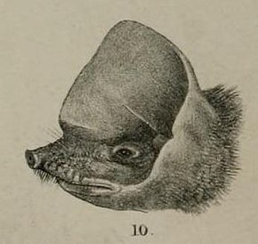 Descrizione dell'immagine di Mormopterus kalinowskii illustration.jpg.