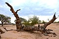 Morscher Baumstamm im Gurieb Rivier, Simplon Namibia (2017)