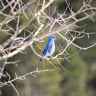 Mountain bluebird (Sialia currucoides) in an Aspen tree during the spring. Taken near Lake Tahoe, CA.