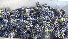 Image 24Harvested Cabernet Sauvignon grapes (from Winemaking)