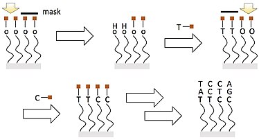 Figure 10. Schematic of light directed polynucleotide synthesis on surfaces. Multifunctional surface.jpg