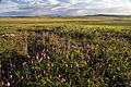 Tundra-Vegetation am Dalton Highway