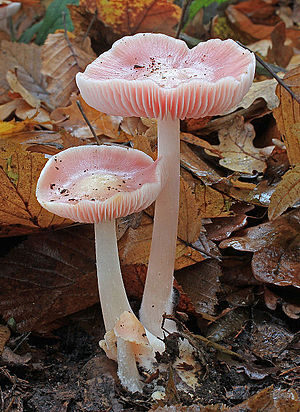 Mycena rosea, Rosy Bonnet mushroom