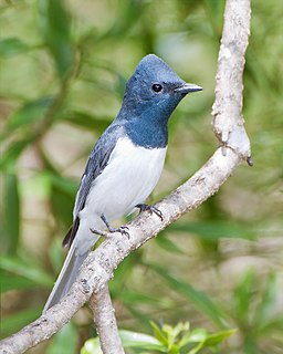 Leaden flycatcher