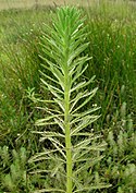 Myriophyllum aquaticum stem5 (14647365501).jpg