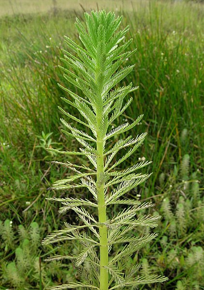 File:Myriophyllum aquaticum stem5 (14647365501).jpg