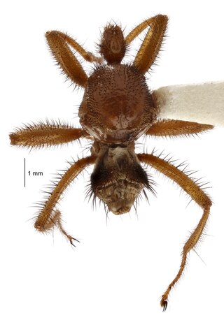 <span class="mw-page-title-main">New Zealand bat fly</span> Species of fly