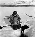 Andreas Labba tar upp nät som han lagt under Kaitumälvens is. Tjuonajåkk/Čuonajohka 1946.