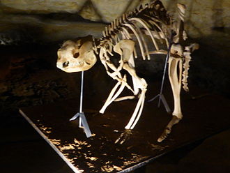 S. occidentalis skeleton, Victoria Fossil Cave Naracoorte Caves- Victoria Fossil Cave Simosthenurus occidentalis.jpg