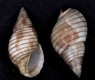 <i>Nassarius glans</i> species of mollusc