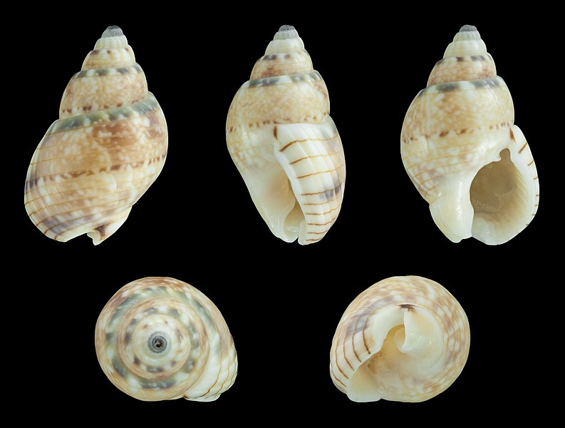 File:Nassarius limnaeiformis 01.JPG