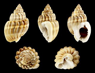 <i>Nassarius castus</i> Species of gastropod