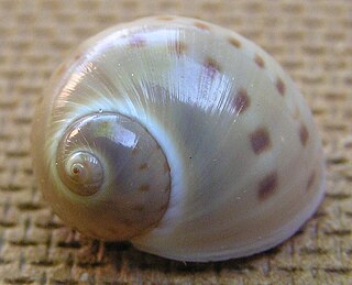 <i>Natica limbata</i> Species of gastropod