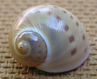 <i>Natica limbata</i> species of mollusc