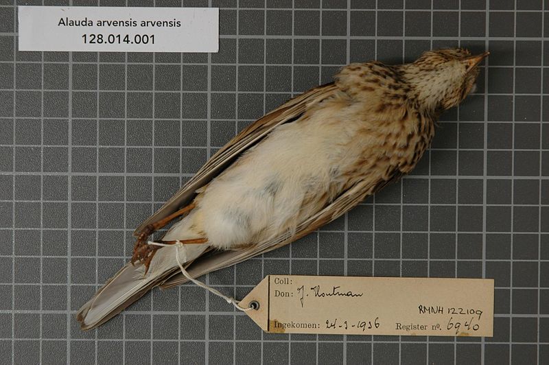 File:Naturalis Biodiversity Center - RMNH.AVES.122109 - Alauda arvensis arvensis Linnaeus, 1758 - Alaudidae - bird skin specimen.jpeg