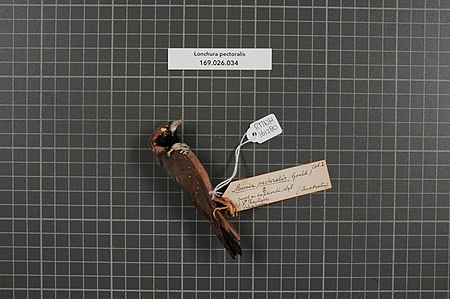 Naturalis Biodiversity Center - RMNH.AVES.161280 1 - Lonchura pectoralis (Gould, 1841) - Estrildidae - bird skin specimen.jpeg