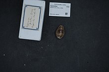 Naturalis биоалуантүрлілік орталығы - RMNH.MOL.186261 1 - Zonaria picta (сұр, 1824) - Cypraeidae - Mollusc shell.jpeg