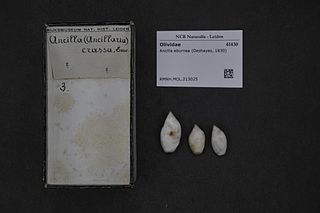 <i>Ancilla eburnea</i> Species of gastropod