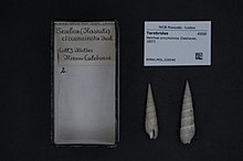 Naturalisov centar za biološku raznolikost - RMNH.MOL.226540 - Perirhoe circumcincta (Deshayes, 1857) - Terebridae - školjka mekušaca.jpeg