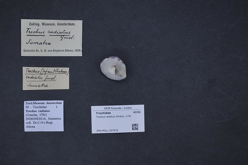 File:Naturalis Biodiversity Center - ZMA.MOLL.307976 - Trochus radiatus Gmelin, 1791 - Trochidae - Mollusc shell.jpeg