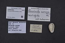 Naturalis bioxilma-xillik markazi - ZMA.MOLL.360317 - Persicula cornea (Lamarck, 1822) - Cystiscidae - Mollusc shell.jpeg