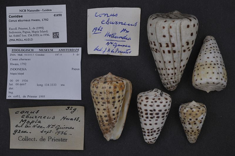 File:Naturalis Biodiversity Center - ZMA.MOLL.41013 - Conus eburneus Hwass, 1792 - Conidae - Mollusc shell.jpeg