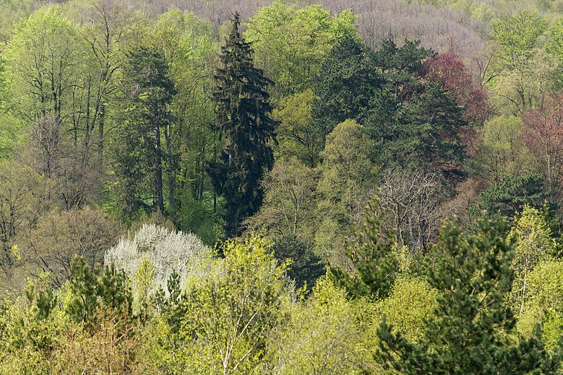 File:Naturpark Thüringer Wald.Blick vom Reinhardsberg.10.ajb.jpg