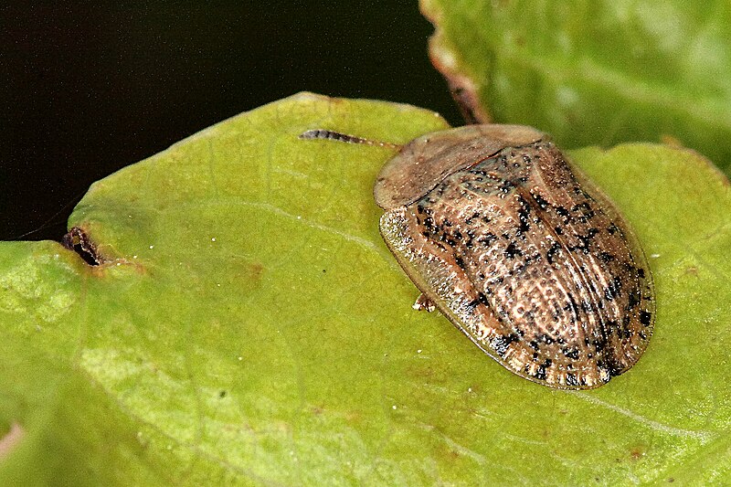 File:Nebelschildkäfer (Cassida nebulosa) 4809.JPG