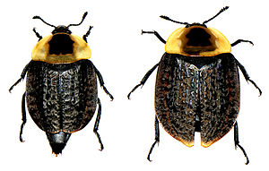 Silphidae