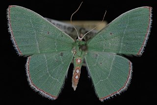 <i>Nemoria zelotes</i> Species of moth